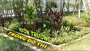 Vườn trường trong đô thị | Cuộc sống thành thị | 22/12/2023